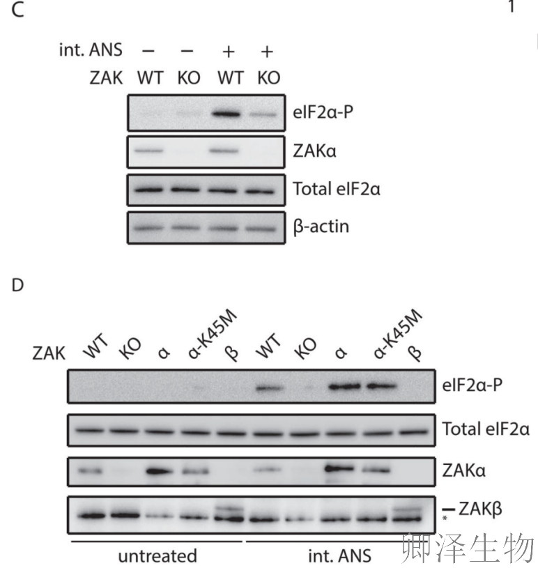 【核糖体碰撞-经典研究】 |细胞中的