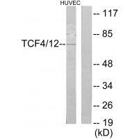 TCF4/12 Antibody[35102]