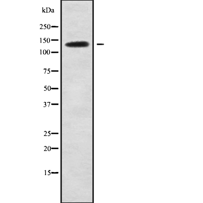 SLC4A2 Antibody[45768]