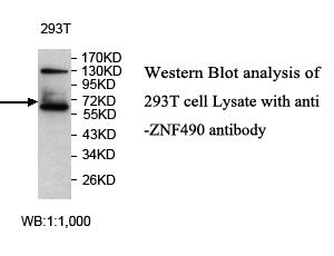 ZNF490 Antibody[39643]
