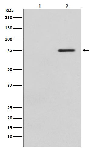 Raf1 (Phospho-Ser621) Rabbit m