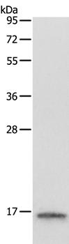 LYZ Antibody[35805]