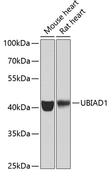 UBIAD1 Rabbit Polyclonal Antib