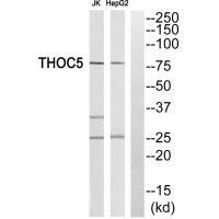 THOC5 Antibody[35135]