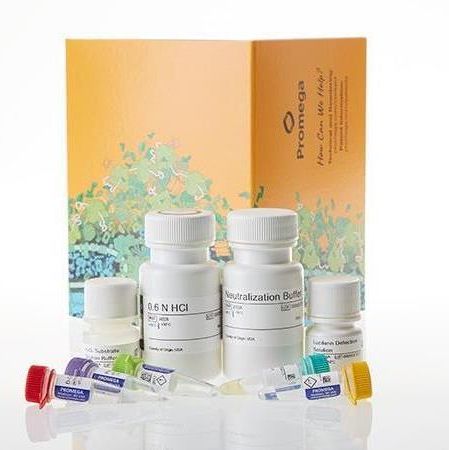 Pyruvate-Glo™ 丙 酮酸检测系统