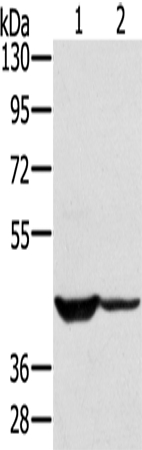 SOX2 Antibody[43142]