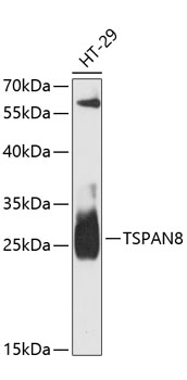 TSPAN8 Rabbit Polyclonal Antib