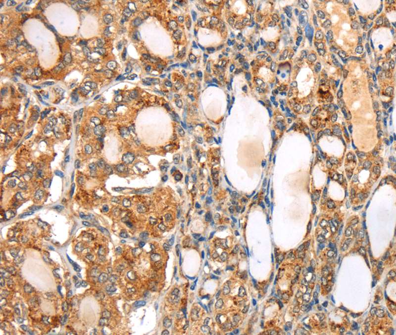 SLC24A6 Antibody[40213]