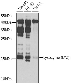 LYZ Rabbit Polyclonal Antibody