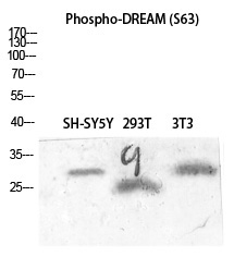 DREAM (Phospho-Ser63) Polyclon