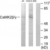CaMK2β/γ Antibody[33871]