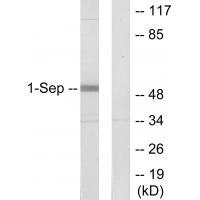 SEPT1 Antibody[34001]
