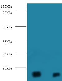 D-amino acid oxidase activator