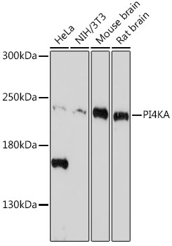 PI4KA Rabbit Polyclonal Antibo