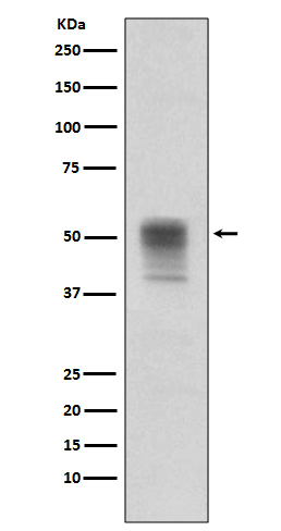alpha Tubulin (Phospho-Tyr272)