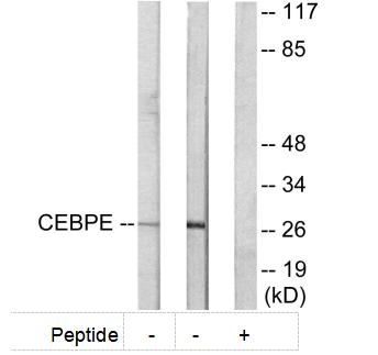 CEBPE Antibody[33783]