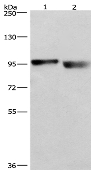 KIAA1524 Antibody[36354]