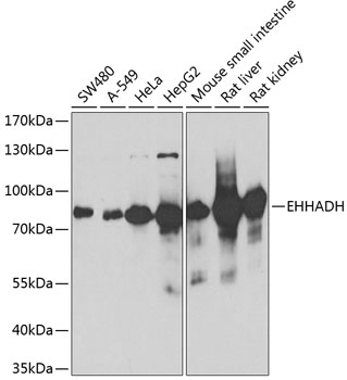 EHHADH antibody[38685]