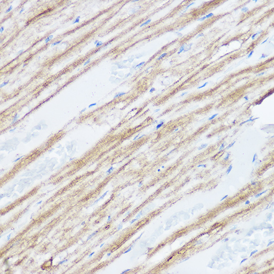 MGLL antibody[39074]