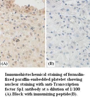 Transcription factor Sp1 Antib