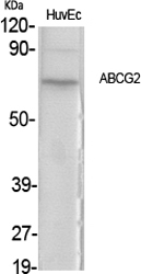 ABCG2 Polyclonal Antibody[4053