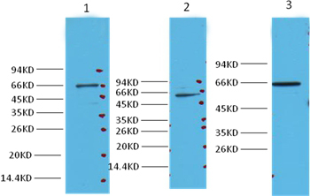 NFκB p65 Mouse Monoclonal Anti