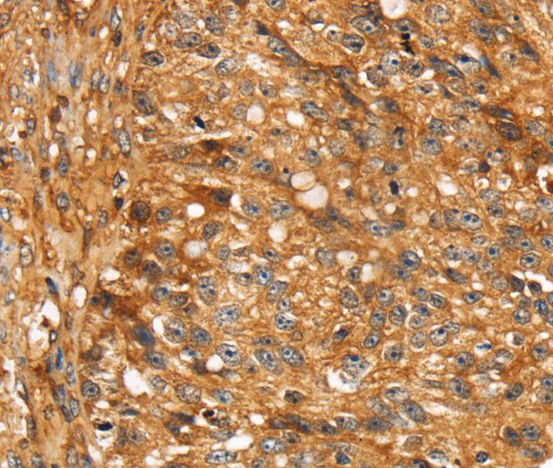 STC1 Antibody[40121]