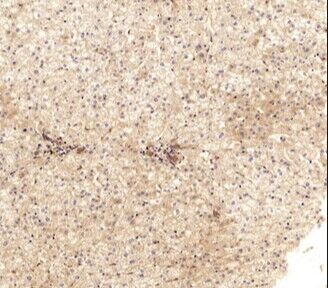 VE-Cadherin Polyclonal Antibod