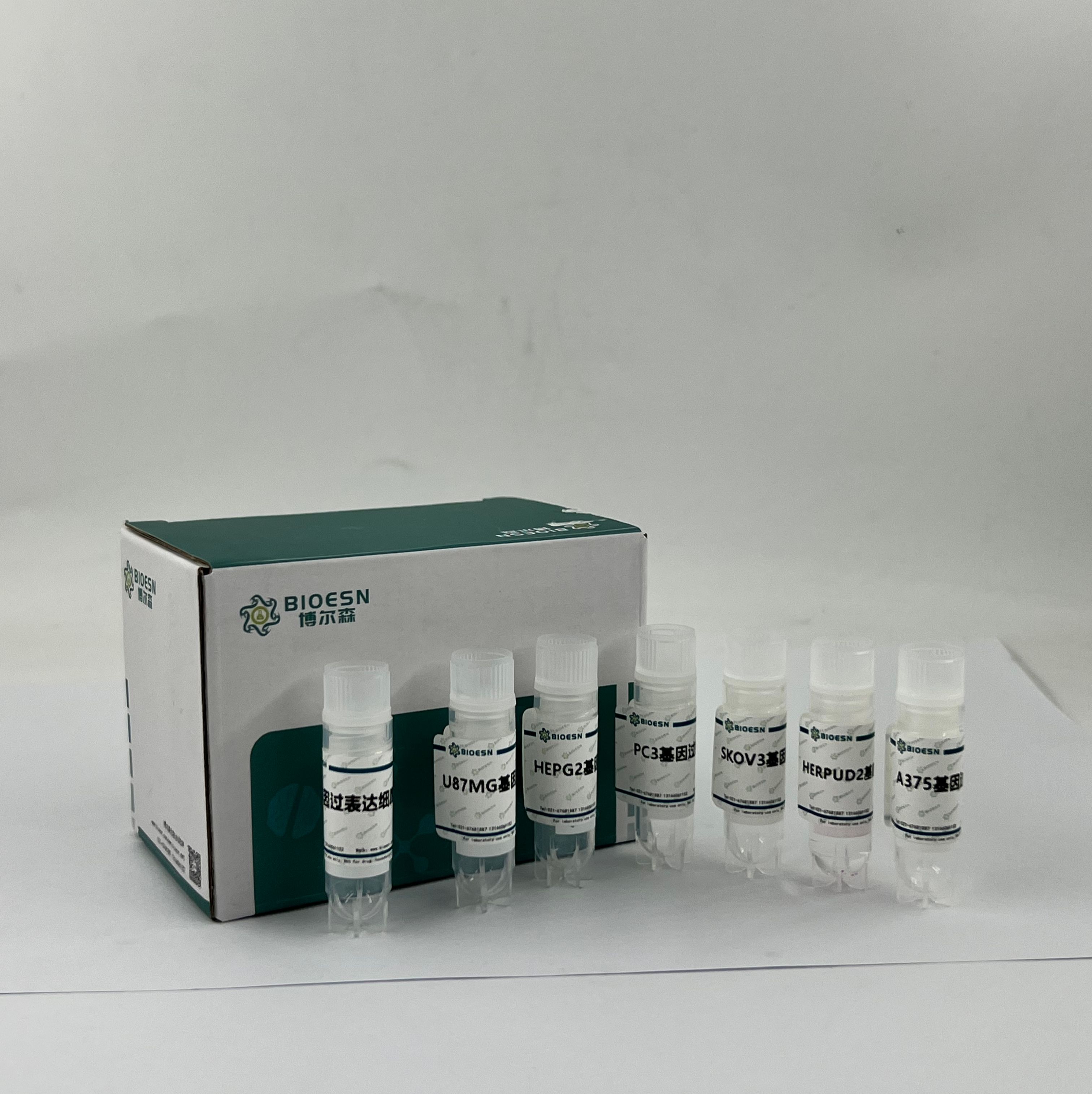 FAM149B1基因过表达细胞株