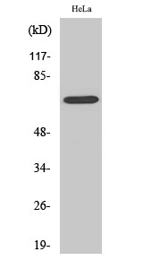 Ku-70 Polyclonal Antibody[4109