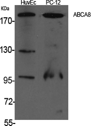 ABCA8 Polyclonal Antibody[4053