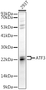ATF3 Rabbit Polyclonal Antibod