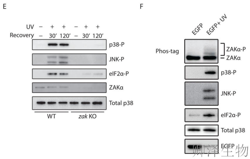 【核糖体碰撞-经典研究】 |细胞中的