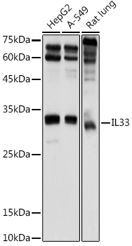 IL33 Rabbit Polyclonal Antibod
