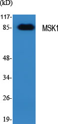MSK1 Polyclonal Antibody[41183