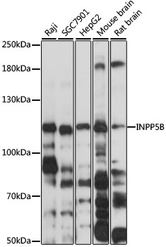 INPP5B Rabbit Polyclonal Antib
