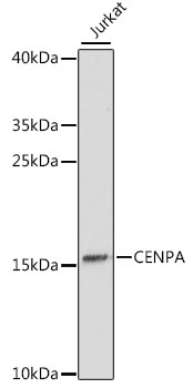 CENPA Rabbit Polyclonal Antibo
