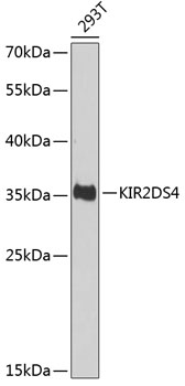 KIR2DS4 Rabbit Polyclonal Anti