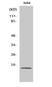 PDGF-A Polyclonal Antibody[483