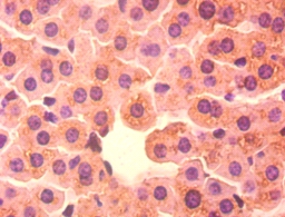 D-beta-hydroxybutyrate dehydro