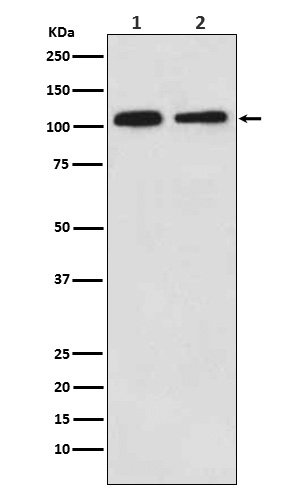 Mov10 Rabbit mAb[56602]