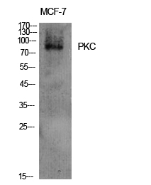 PKC Polyclonal Antibody[41347]