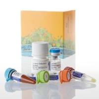 Lactate-Glo™ 乳酸检测系统