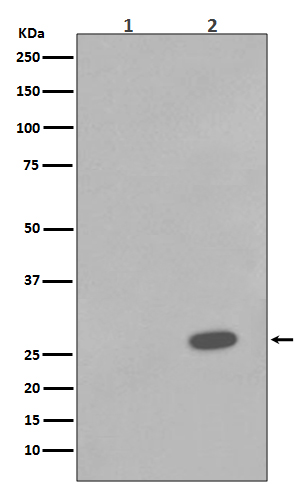 Hsp27 (Phospho-Ser78) Rabbit m
