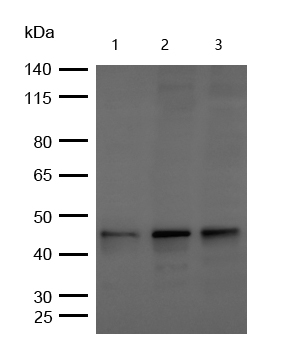 GSK3β(Phospho-Ser9) Rabbit mAb