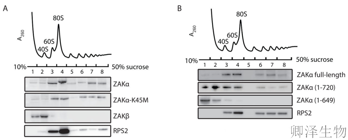【核糖体碰撞-经典研究】 |细胞中的