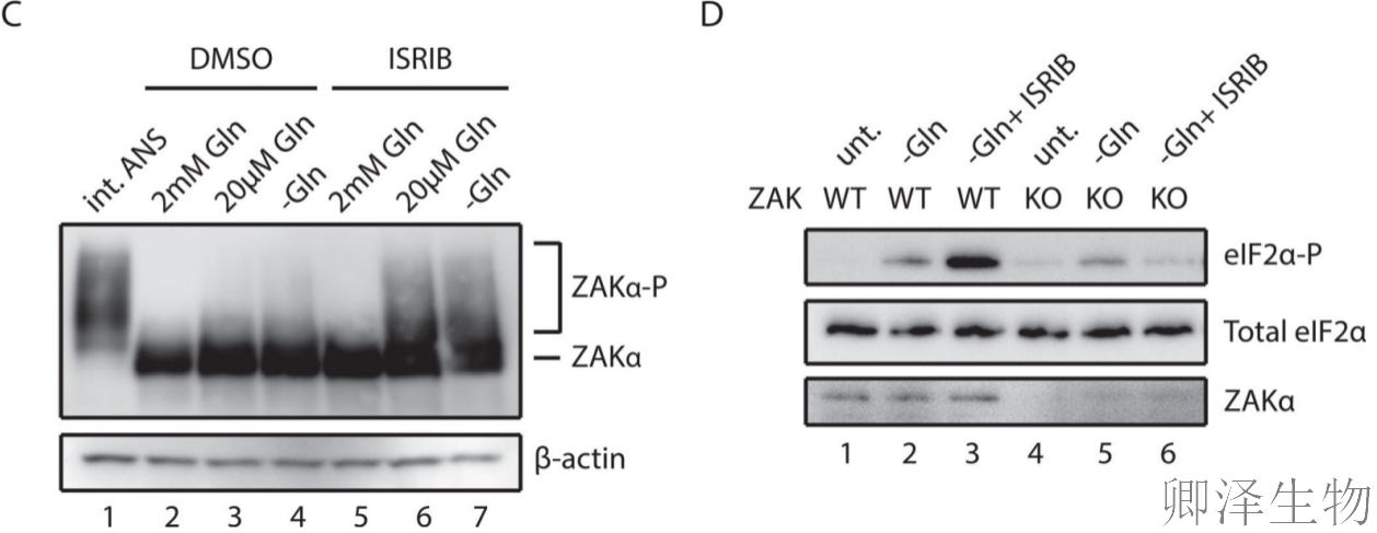 【核糖体碰撞-经典研究】 |细胞中的