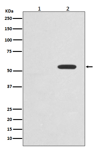 c-Myc (Phospho-Thr58) Rabbit m
