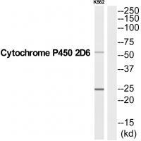 CYP2D6 Antibody[35258]