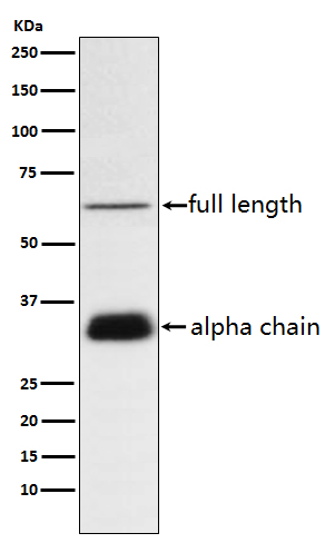 Clusterin Rabbit mAb[56255]